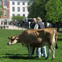 Cow grazing on Boston Common.
