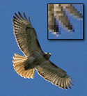Photo of Hawk with Pixel Detail