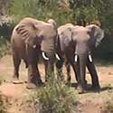 Two Elephants at African Waterhole.