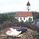 Stork Nest in Germany