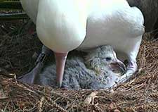 Albatross Chick with Mom