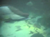 Click to Open New England Aquarium Webcam