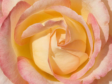 Photo detailing the center petals of a pink rose